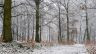 Forêt sous la neige