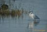 Aigrette garzette