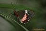 Papillon (6).jpg