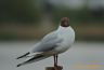 Mouette rieuse