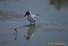 Mouette rieuse (nuptial)