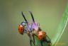 Coccinelles