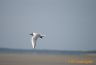 En baie de somme