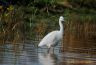 Aigrette garzette