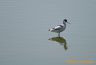 Avocette élégante