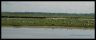 Moutons en baie de somme