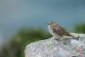 Pipit farlouse