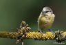 Mésange bleue