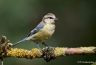 Mésange bleue