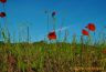 Coquelicots sous un ciel de Provence