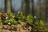 Oxalis