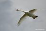 Cygne tuberculé