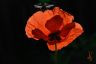 Le coquelicot