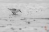 Becasseau de Sanderling