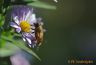 Abeille