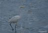 Grande aigrette