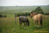 Cheval de Henson en baie de somme