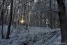 Bois et la neige