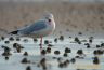 Mouette rieuse