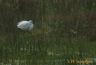 Aigrette garzette