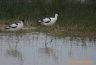 Avocette Elégante