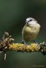 Mésange bleue