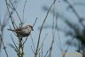 Moineau domestique