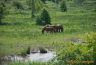 Chevaux dans marais baie de somme