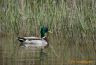 Canard colvert