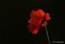 Coquelicot