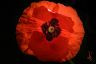 Le coquelicot