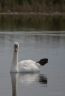 Cygne tuberculé