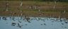 Envol de sarcelles d'hiver et canards pilets