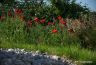 Coquelicots et ses galets