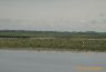 Moutons en baie de somme