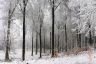 Forêt sous la neige