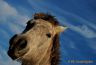 Cheval camarguais