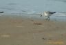 Bécasseau de sanderling