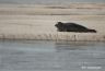 Phoque veau marin