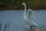 Cygne chanteur