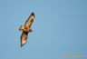 Buse variable