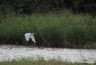 Grande aigrette