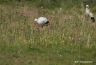 Cigogne blanche