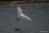 Grande aigrette