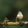 Mésange bleue