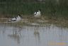 Avocette Elégante