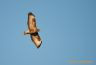 Buse variable