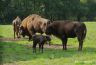 Le bison d'europe