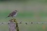 Pipit farlouse