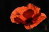 Le coquelicot